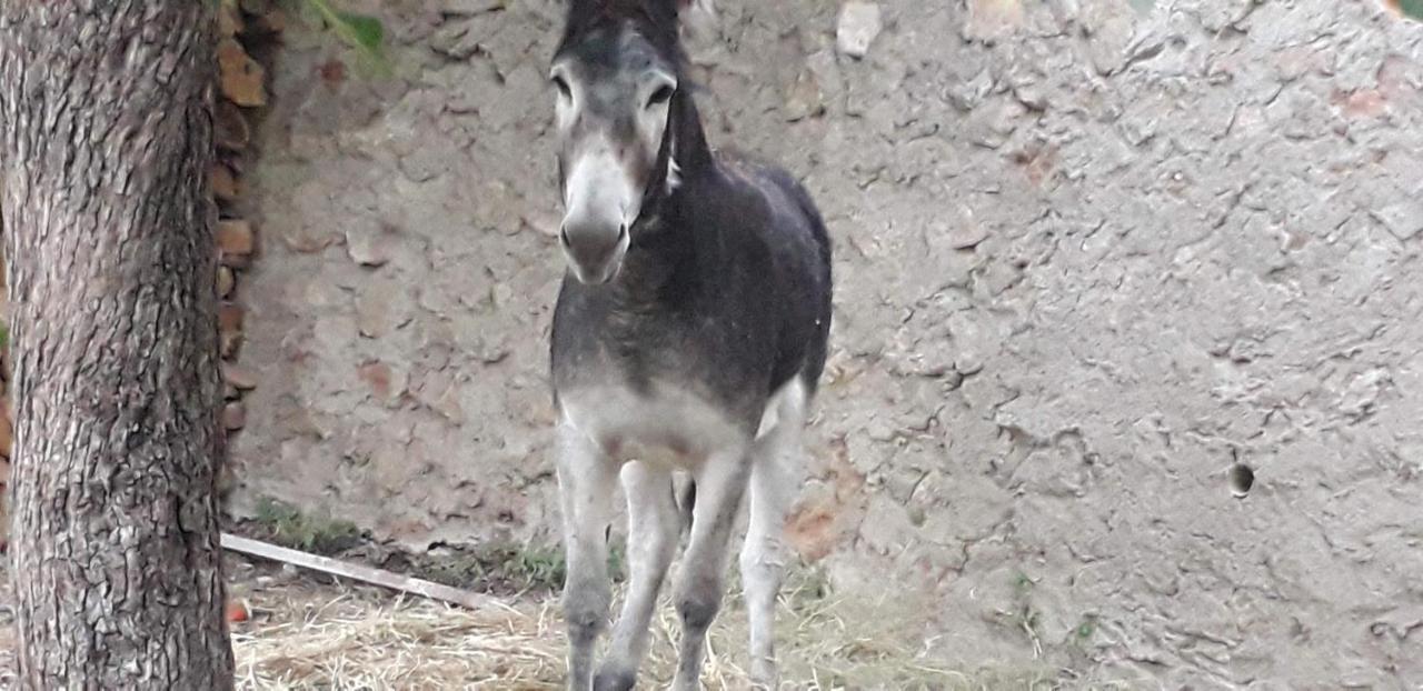 Casa Rural Entresierras Beires エクステリア 写真